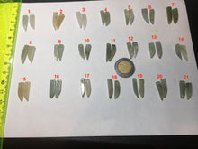 Load image into Gallery viewer, 100% Natural type A light green yellow jadeite Jade beads earring BN27 (add-on item, Not for sale individually.)