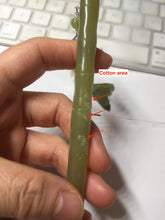 Load image into Gallery viewer, 15.5 cm 100% Natural Light Green/yellow Bamboo-Style Xiu Jade (Serpentine) Hairpin with fish tail Hanging Ornament AW45
